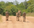 Tracks & Tides: Luxury Greater Kruger + Indian Ocean