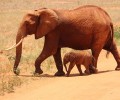 Kenya Classic