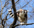 Classic Madagascar