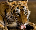 India’s Northern Trail: From Sacred Monuments to Royal Palaces