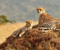 Scenic Kenya Safari: Wildlife, Savannas, Culture, Nature, Landscapes & Exploration
