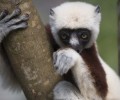 Explore Madagascar