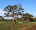 Connected to Sri Lanka’s Wildlife: Nature, Safaris, Fauna & Landscapes