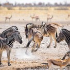 Etosha National Park