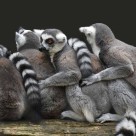 Ranomafana National Park