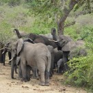 Queen Elizabeth Park