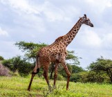 Amboseli National Park - Lumle holidays
