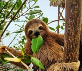 Baby sloth eating mangrove leaf - Lumle holidays