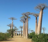Baobab Trees