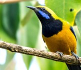 Bird Watching Tour photos in Nepal