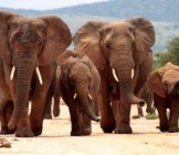 Cape Town Kruger and Garden Route7