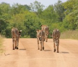 Cheetahs, Kruger national park
