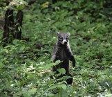 Coati Guatemala