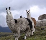 Cotopaxi National Park - Lumle holidays