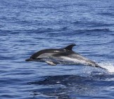 Dolphin South Africa - Lumle holidays