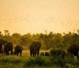 Elephants at sunset in Kruger national park