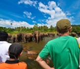 Elephants in the river