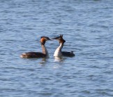Great Crested - Lumle holidays