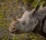 Kaziranga Park India