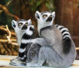 Lemurs
