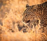 Leopard Walking at Sunset - Lumle holidays