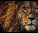 Lion at Amakhala Game Reserve