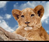 Lion cub Kruger National Park South Africa