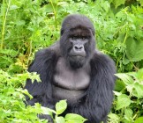 Mountain Gorilla Rwanda