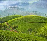 Munnar Kerala India