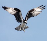 Osprey - Lumle holidays