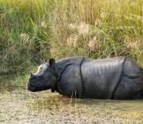 Rhinoceros in Chitwan National  Park, Nepal - Lumle holidays