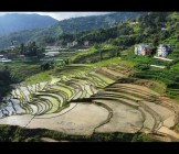Rice Field Nepal