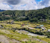 Rice field - Lumle holidays