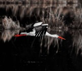 Stork - Lumle holidays