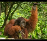 Sumatran orangutan