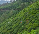Wayanad India