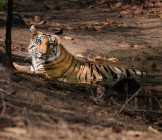 bengal tiger in Bandhavgarh National Park