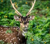 chital