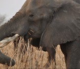elephant in Maun, Botswana