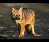 fox in tierre fuega argentina