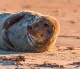 gray-seal