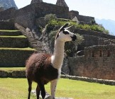 Llama - Lumle holidays