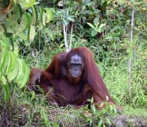 orang-utan