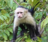 panamanian-white-faced-capuchin