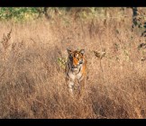 ranthambore