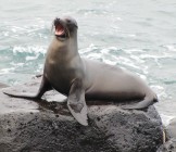 Classic Galapagos & Amazon