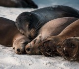 sea lions galapagos