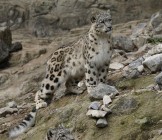 snow leopard in Ladakh