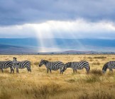tanzania - zebras
