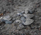 turtle-costa-rica
